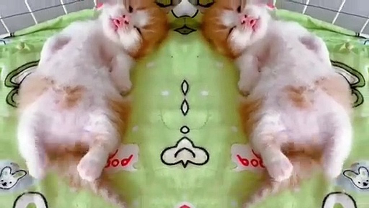 Funny Animals - Cute Cats #10 - Animals Video 2021