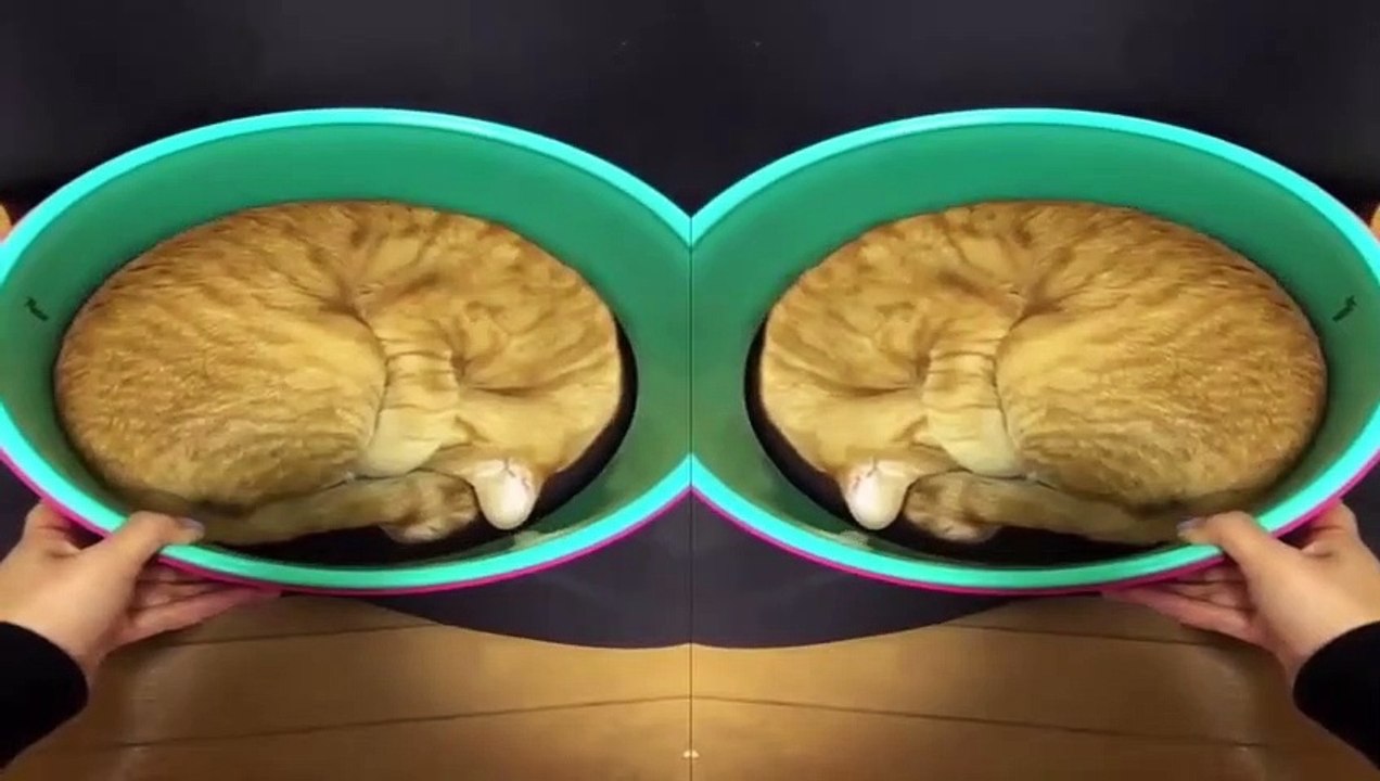 Funny Animals - Cute Cats #11 - Animals Video 2021