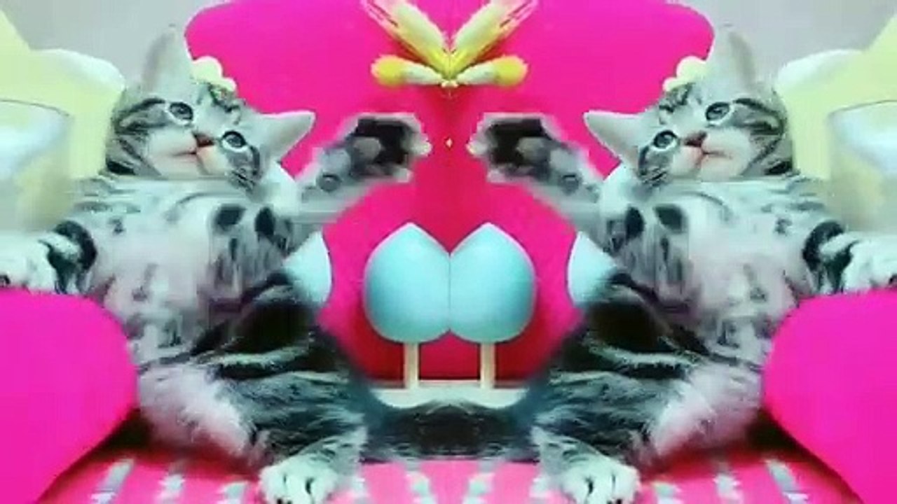 Funny Animals - Cute Cats #12 - Animals Video 2021
