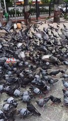 इस देश में इतने कबूतर आपने अपनी जिंदगी में नहीं देखे होंगे यह वीडियो देखें आपकी इंसानियत जाग जाएगी