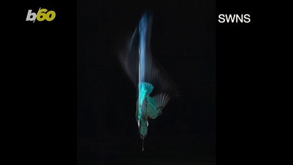 Photographer Waits 2 Years To Capture a Perfect Photo of a Kingfisher Diving Into a Pond!