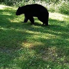 Bear Scratches Itself on Pole