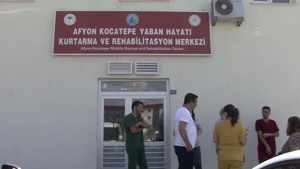 AFYONKARAHİSAR - Tedavileri tamamlanan 12 kerkenez kuşu doğal ortamına bırakıldı