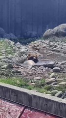 Rescued Grizzly Playing with a Log