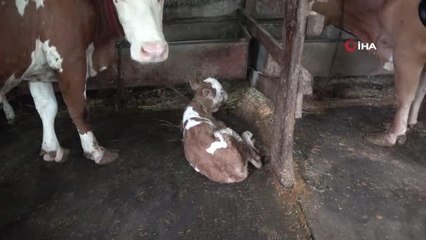 Rize'de ikiz doğuran inek sahibini sevindirdi