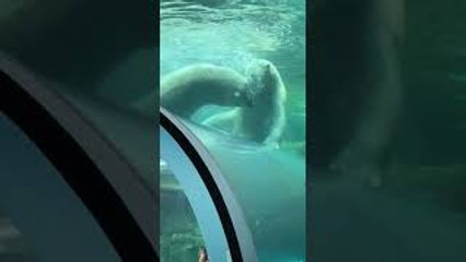 Polar Bears Play in the Pool