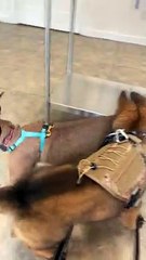 Caracal Cat Sets Boundaries with Playful Pup