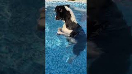 Collie Cools Off in Pool