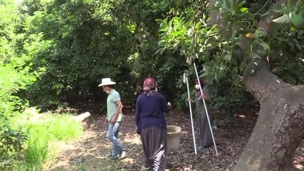 Avokado üreticileri hırsızlıktan şikayetçi