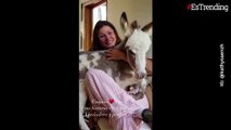 Entre sus brazos y dentro de su casa, Kathy Sáenz comparte tierno video con su mascota: una burra