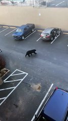 Unsuspecting Man Digging Through Car Surprised by Bear
