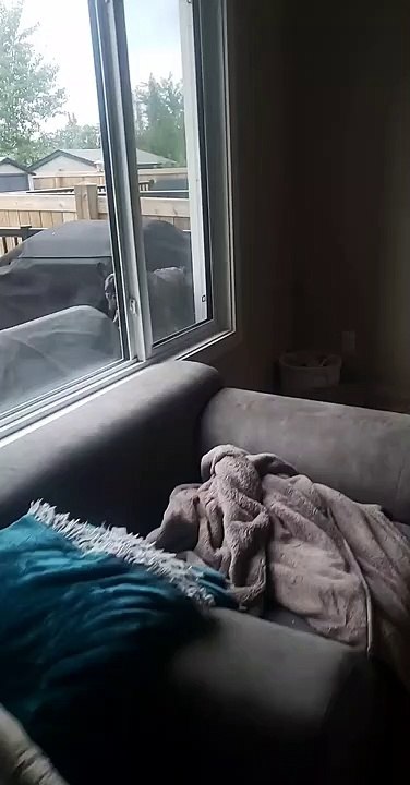 Frenchie's Acrobatic Fail