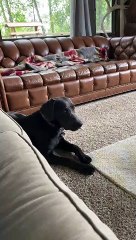 Charcoal Lab Listens Carefully to Fake Phone Call