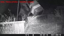 Un oso pardo 'roba' miel en cinco colmenas de la localidad leonesa de Prioro