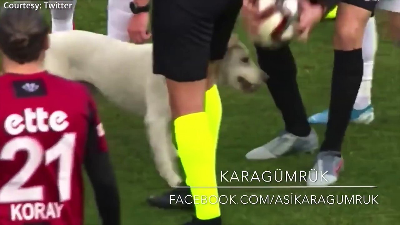 un chien se tape l'incruste en plein match de foot! xptdr!