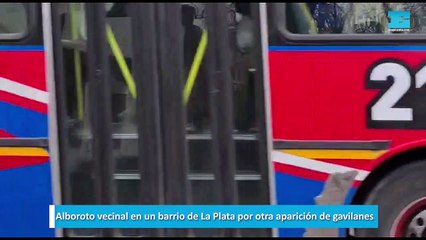 Alboroto vecinal en un barrio de La Plata por otra aparición de gavilanes