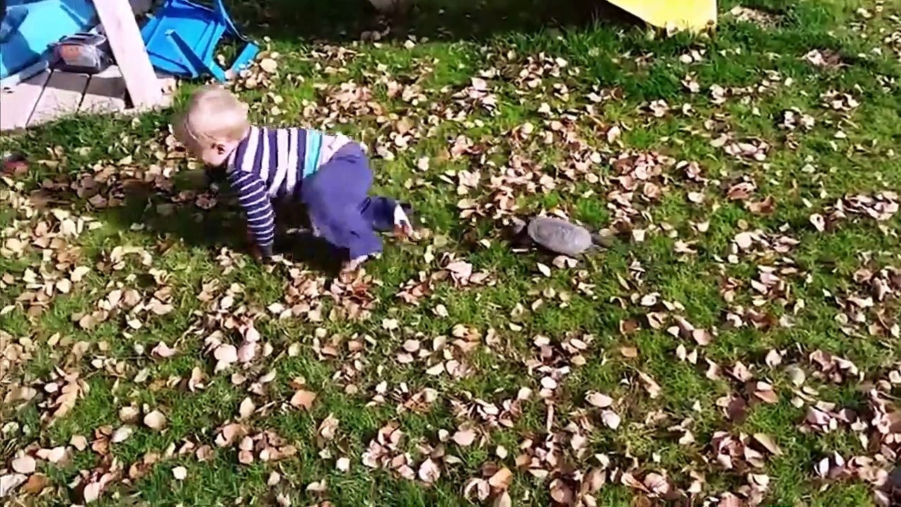 Kids Reactions With Animals