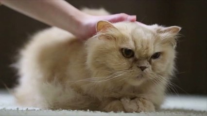Are Cats Ticklish?