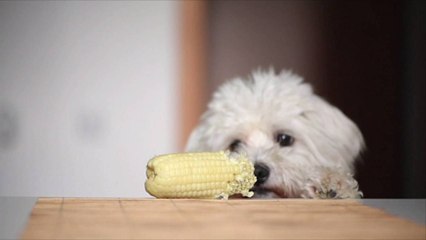Can Dogs Eat Corn?