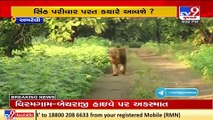 Environmentalists fume after lions rescued from Rajula don't turn back, Amreli _ TV9News