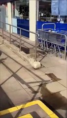 Une mouette voleuse entre dans un magasin