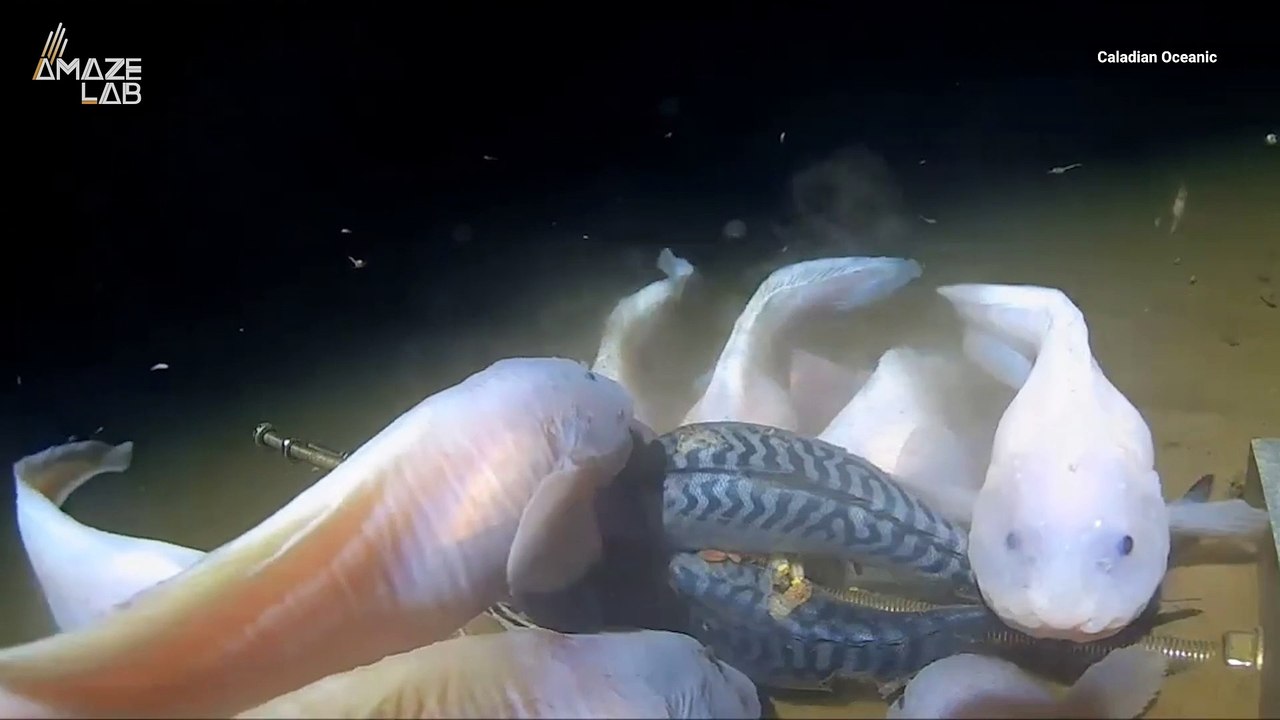 Unlock Deep Sea Mysteries With This New Self-Po...