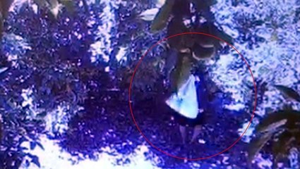 Tanesi 5 liradan satılıyor! Tarlaya her girdiklerinde en az 200 meyve çalan hırsızlar üreticileri isyan ettirdi