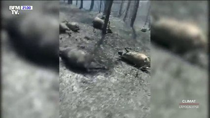 Cet éleveur de chèvres sur l'île d'Eubée, en Grèce, a perdu son troupeau lors de l'incendie