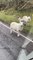 Sheep Family Stops Lady on Highway