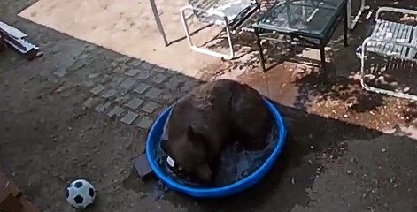 Bear Swimming in Tiny Tahoe Pool