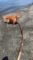 Excited Doggo Needs the Largest Stick to be Thrown