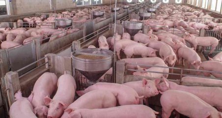 Resumen informativo HOY | Porcicultores  críen otros animales, PLD intentó comprar Refidomsa, Pfizer es Comirnaty