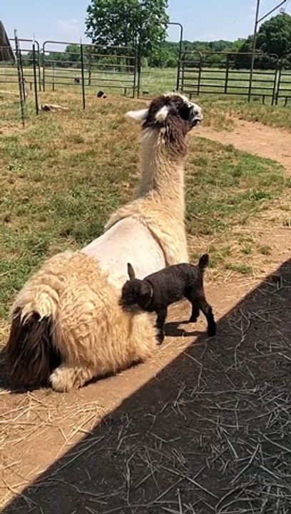 Lamb Has a Hard Time Staying on Freshly Shaved Llama