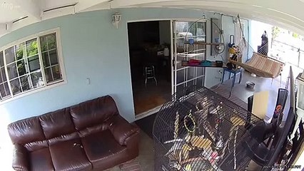 Hawk Tries to Break into Cockatiel Cage