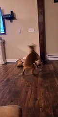 Hyper Boxer Pup Spins Out Her Zoomies