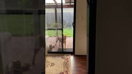 Dog Loves Game of Chase Around the House