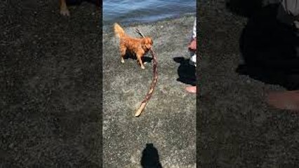 Excited Doggo Needs the Largest Stick to be Thrown
