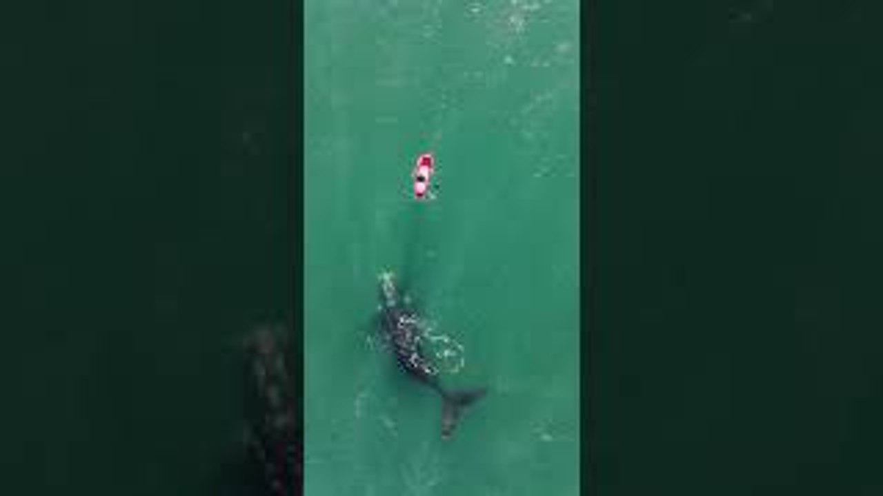 Whale Surfaces to Visit Paddleboarder