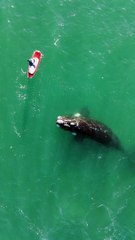 Whale Surfaces to Visit Paddleboarder