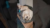Goofy Doggy Takes Tail Tussle to Bed