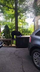 Bear Climbs Mountain Campground for A Brew