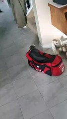 Cookie the Kitty Plays Hide and Seek from Gym Bag