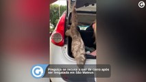 Preguiça se recusa a sair de carro após ser resgatada em São Mateus