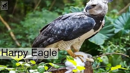 أفضل 6 كرنفالات حول العالم