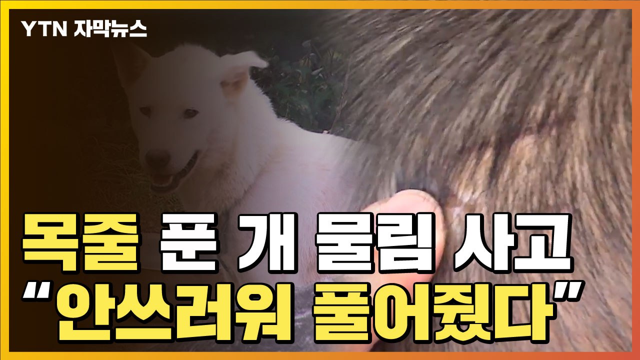 [자막뉴스] 목줄 푼 개에 물린 6살 아이...가해 견주 "안쓰러워 풀어줬었다" / YTN