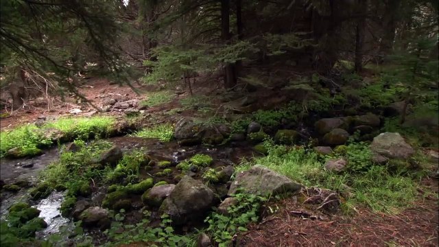 Jurassic Fight Club DINOSAUR ARMAGEDDON (S1, E12)