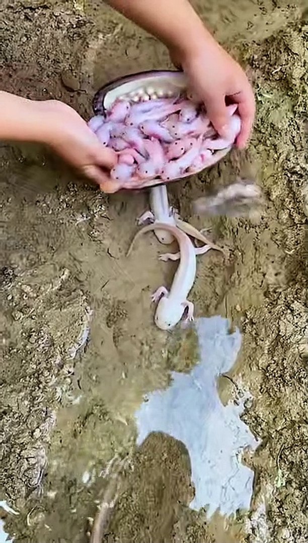 animals