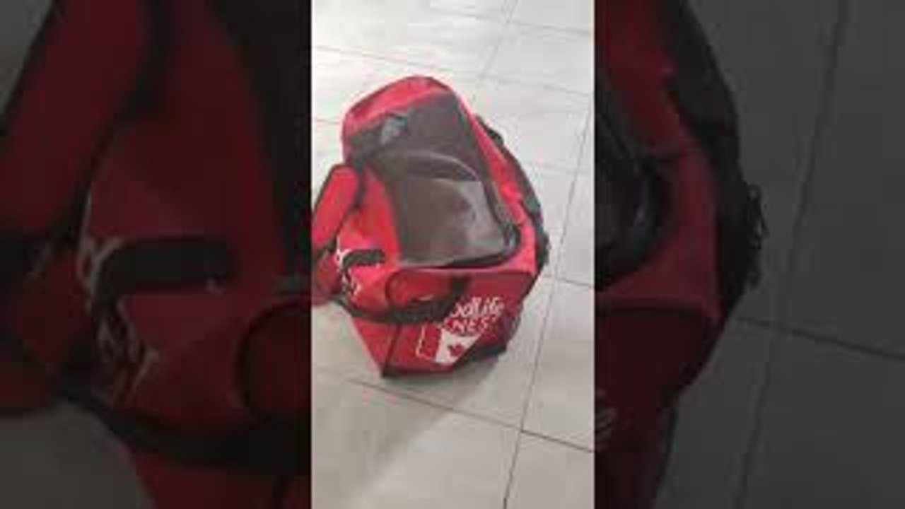 Cookie the Kitty Plays Hide and Seek from Gym Bag