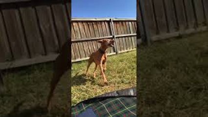 Jumping Doggo Playing with Bird Friends