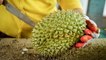 The most expensive durian ever sold was auctioned for $48,000. Here's why Nonthaburi durians can be expensive.